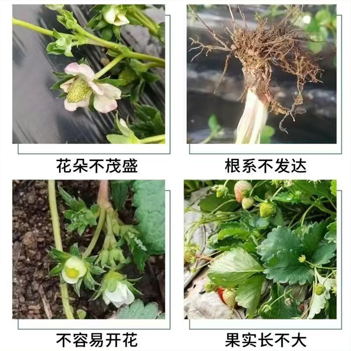 草莓专用肥料颗粒复合肥农用蔬菜水果膨大增甜缓释型通用肥料底肥,淘宝优惠券,粉丝福利购,淘宝优惠卷