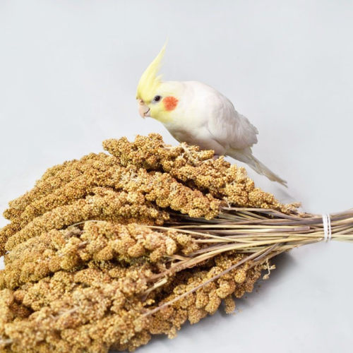 鹦鹉天然谷穗带壳黄谷子小米玄凤虎皮饲料鸟粮鸟食文鸟珍珠鸟零食 - 图2