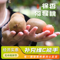 Spot supplementary ViC able hand Shaanxi Xu Xiangxi kiwi 5 10 catty self-type self-picking quality with guarantee