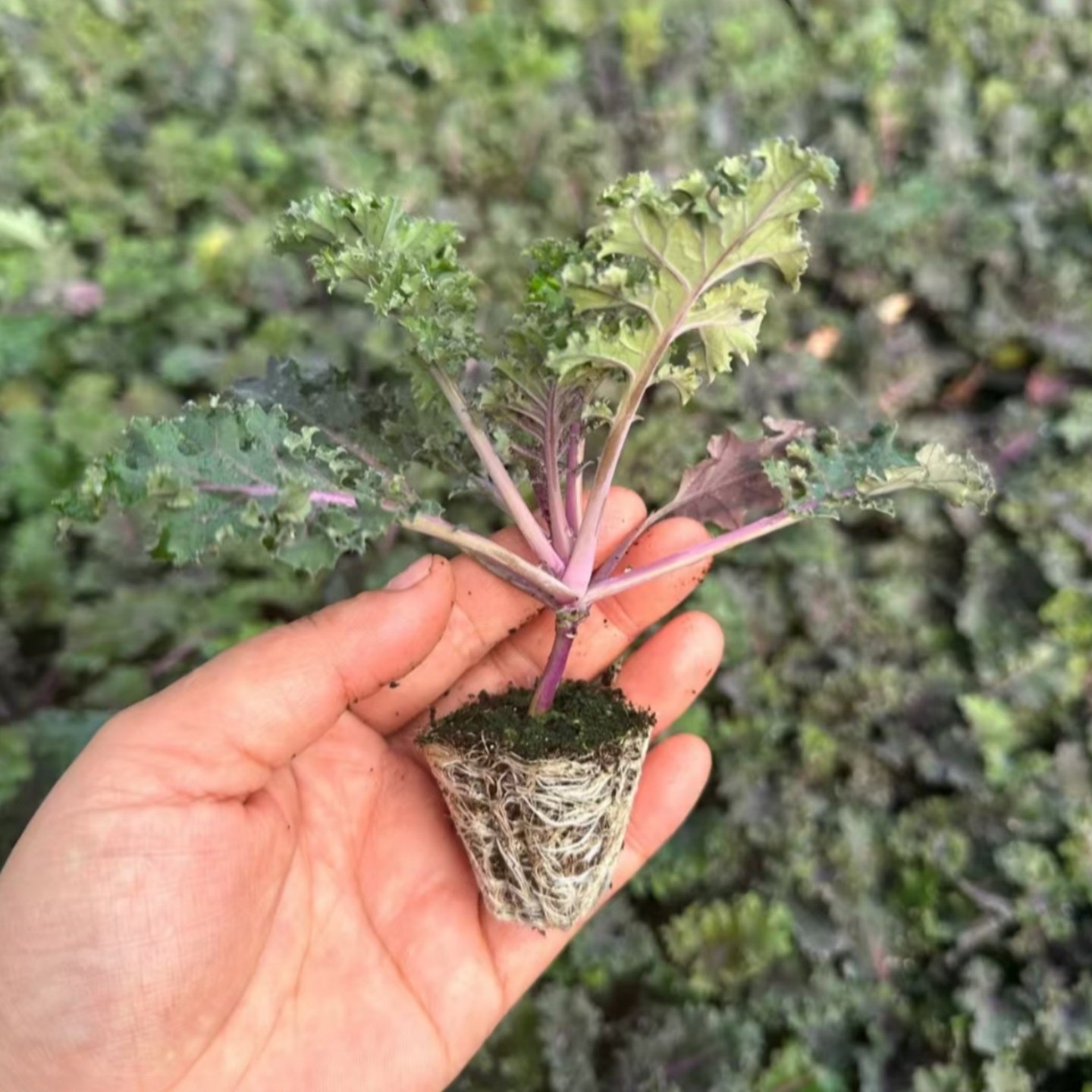 羽衣甘蓝苗盆栽大苗种子种籽食用紫色蔬菜南方四季种菜苗秋冬耐寒,淘宝优惠券,粉丝福利购,淘宝优惠卷