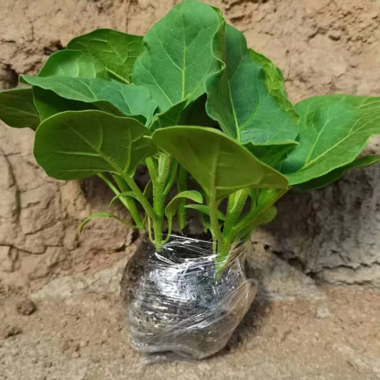 正宗西兰苔苗秧苗西蓝花芥蓝苗西洋芥兰苗四季菜园庭院秋冬季种植,淘宝优惠券,粉丝福利购,淘宝优惠卷