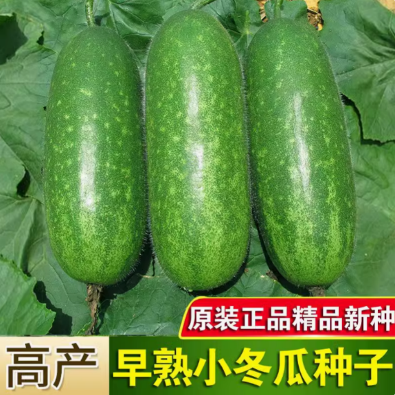 早熟绿春小冬瓜苗高产小节瓜苗四季菜园庭院迷你冬瓜秧孑爬藤易种,淘宝优惠券,粉丝福利购,淘宝优惠卷
