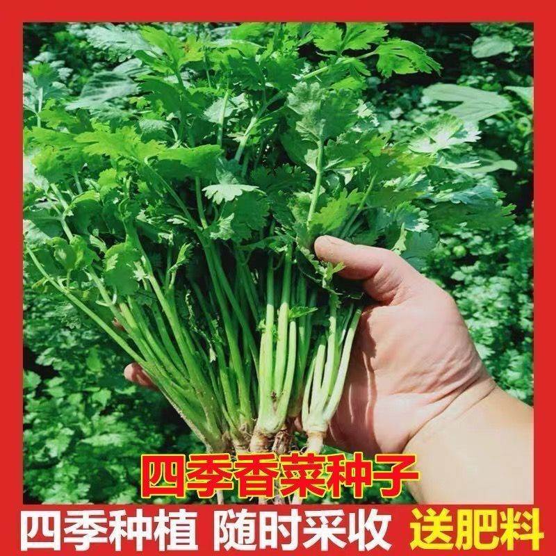 种子香菜室内阳台四季花卉花盆栽香菜蔬菜种子四季高产易种香菜籽