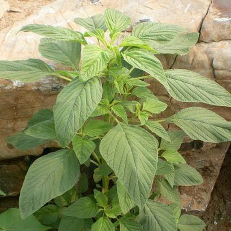 花红苋菜种子 农田菜园栽培柳叶红苋菜白苋籽晚抽苔苋菜蔬菜籽 - 图2