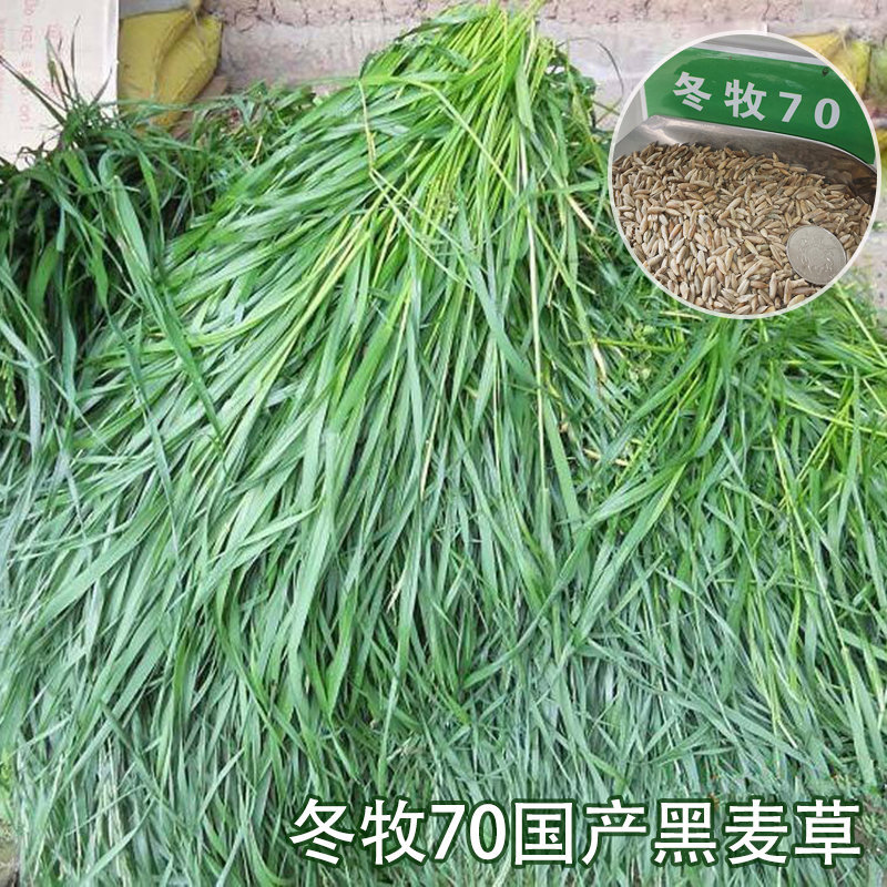 黑麦草种籽割耐寒牧草种籽冬牧70草四季喂鸡鸭鹅鱼牛羊猪兔草种子-图2