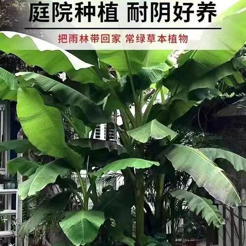 芭蕉树苗绿植盆栽庭院香蕉树苗北方室外内耐寒植物户外大叶巴蕉 - 图2