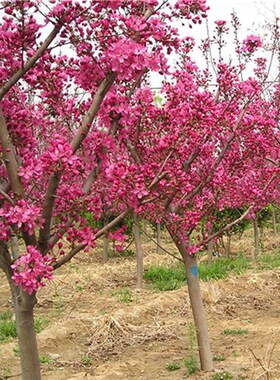 绿化树苗庭院f观赏海棠树苗花苗西府海棠贴梗海棠垂丝海棠当年开