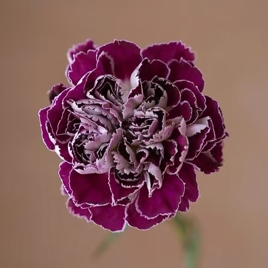 【云画】稀B级康乃馨20支云南鲜花直发2件包邮顺丰一支都赔 - 图3