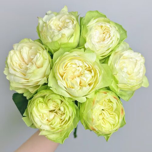 【云画】花农现采稀有AB级玫瑰顺丰冷链包邮云南鲜花直发送可利鲜 - 图3