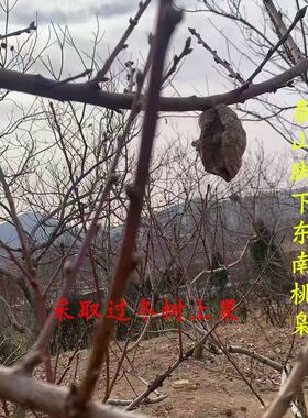 野生毛桃核东南枝树上摘果正月真正的桃枭原皮恋枝桃桃奴桃枭正宗