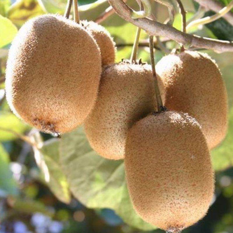 江山徐香猕猴桃水果新鲜当季整箱10斤正宗大弥猴桃绿心奇异果浙江 - 图1