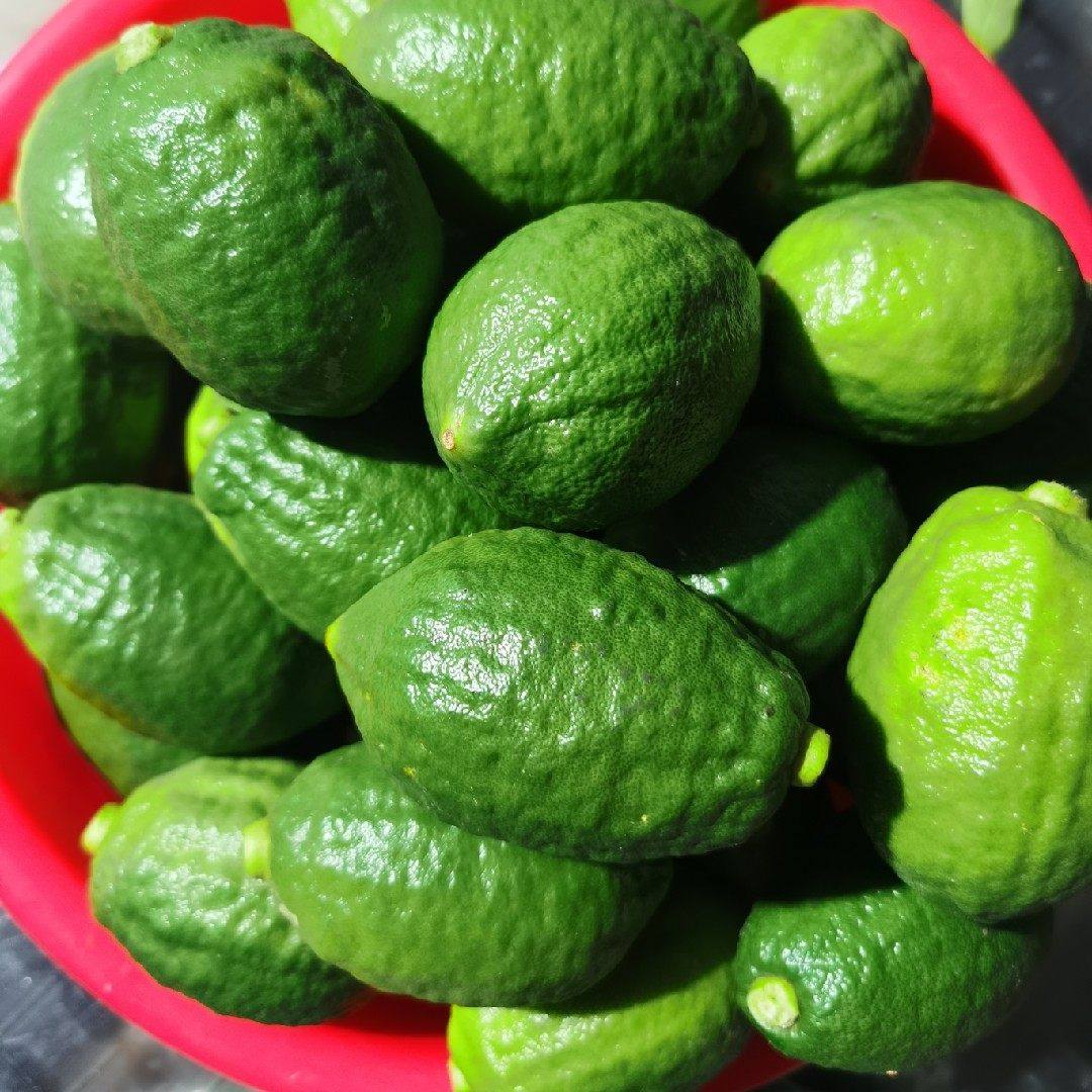 现摘广东香水青柠檬5斤青柠檬新鲜应当季大小水果皮薄多汁香柠檬,淘宝优惠券,粉丝福利购,淘宝优惠卷