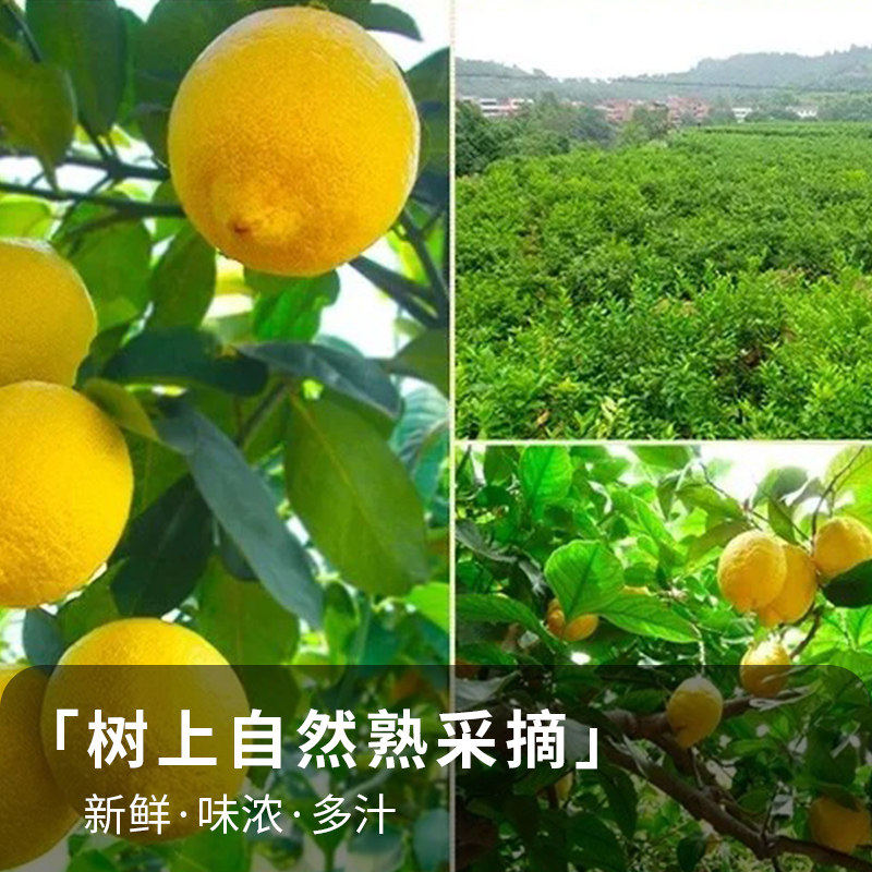四川安岳黄柠檬新鲜水果皮薄当季整箱精选香水甜青柠檬小金桔特产,淘宝优惠券,粉丝福利购,淘宝优惠卷