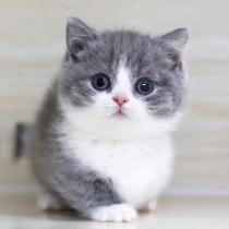 Kitty Living Things Pet Young Cat Siamese Cat And Silver silver and silver Orange Cat British Short Cub Beauty Short Kitten Blue Cat Puppets