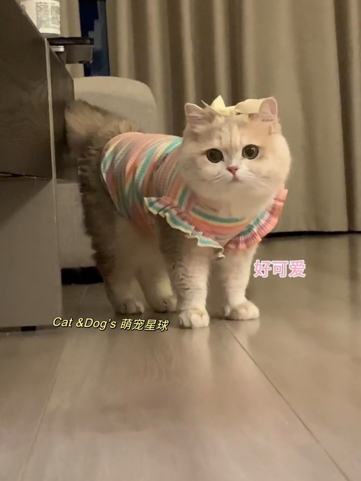 猫咪衣服夏季狗狗背心宠物防掉毛吊带裙布偶德文可爱小猫猫金渐层 - 图1