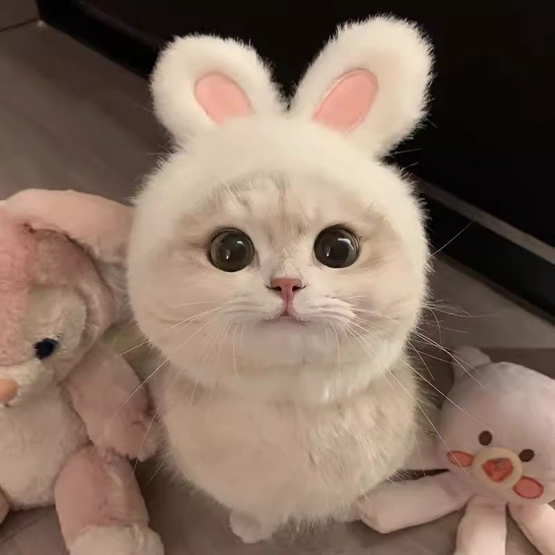 猫咪兔子耳朵帽子头饰宠物口水巾围兜围脖装饰品可爱拍照狗狗配饰,淘宝优惠券,粉丝福利购,淘宝优惠卷