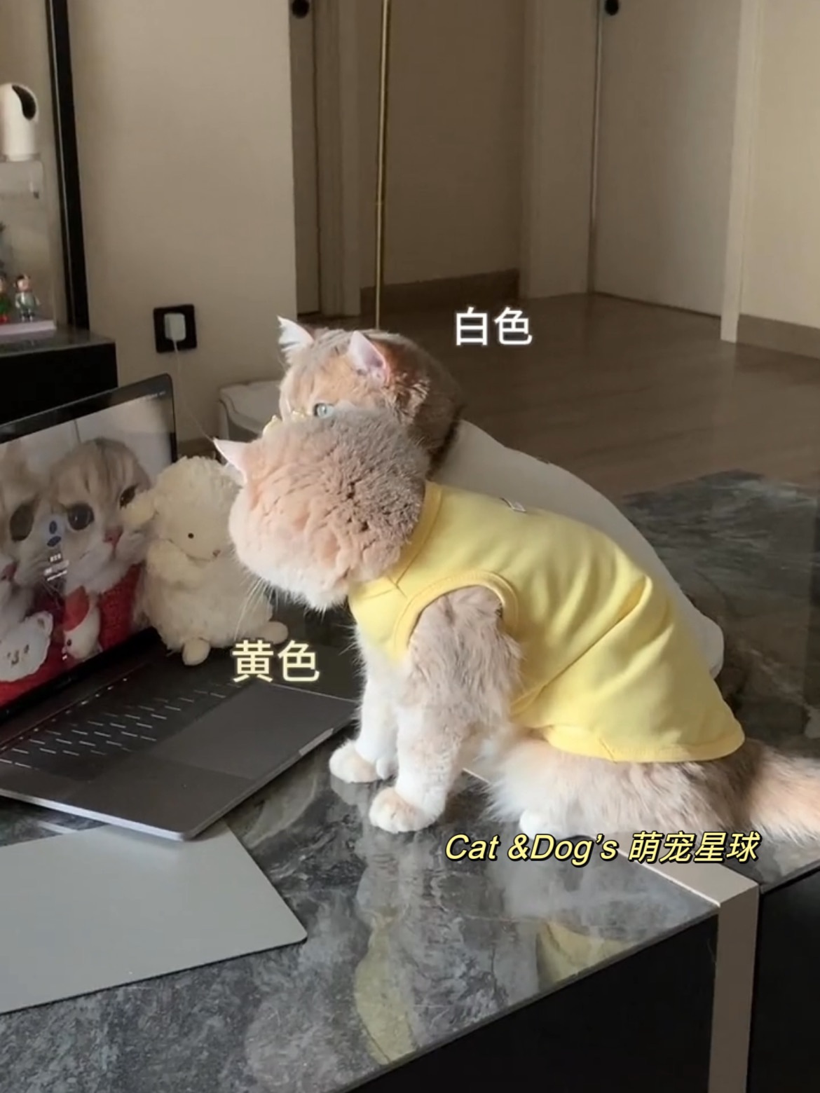 猫咪背心狗狗衣服春夏秋宠物金渐层布偶德文保暖防掉毛可爱幼小猫 - 图3