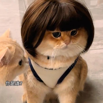 cat wig ສັດລ້ຽງ cat hair dog headgear headdress hairstyle COS Kunkun ແບບດຽວກັນ funny grandma grey hat