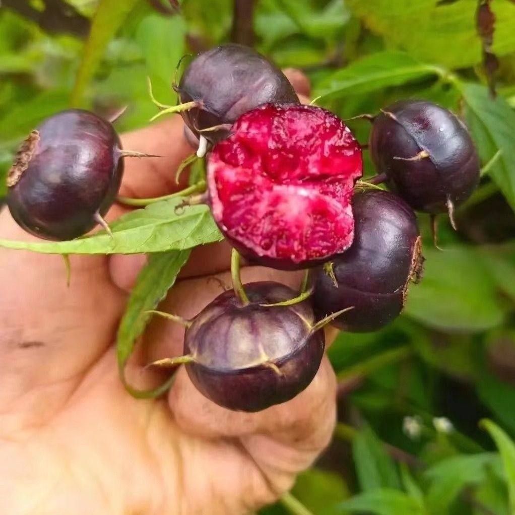 红果参苗云南红果参苗蜘蛛果苗带土杯苗高成活率易种植果中人参苗,淘宝优惠券,粉丝福利购,淘宝优惠卷