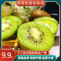 Shaanxi Eyebrow County Xu Xiangkiwi Goosebumps of Pregnant Woman Mikey Peach Family Orchard When Season Fresh Fruit 10 Catfish