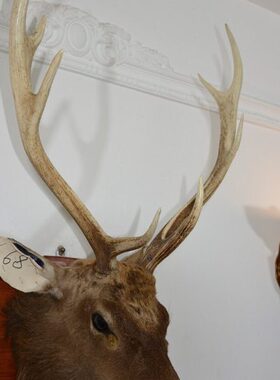 美式鹿壁挂招财鹿头动物68壁饰财有标本生摆件乡村大号装饰品墙饰