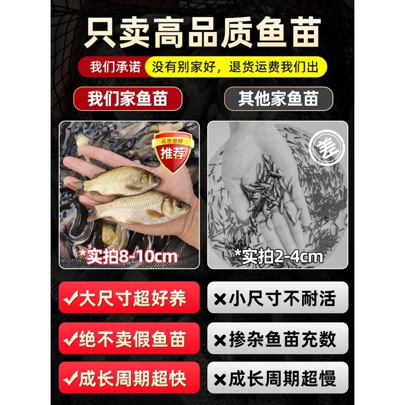 银鳕鱼苗淡水养殖食用大鳞鲃鱼苗鳕鱼苗活鱼苗养殖观赏银雪活鱼苗-图2