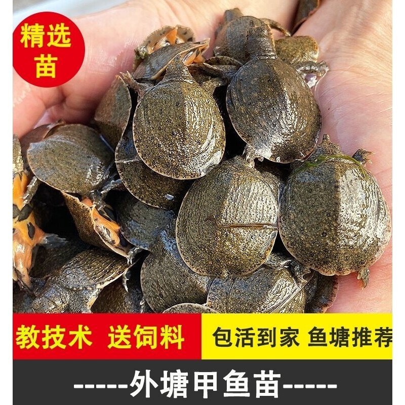 小甲鱼苗活体王八苗外塘养殖甲鱼水鱼团鱼中华鳖苗龙鱼饲料包活邮,淘宝优惠券,粉丝福利购,淘宝优惠卷