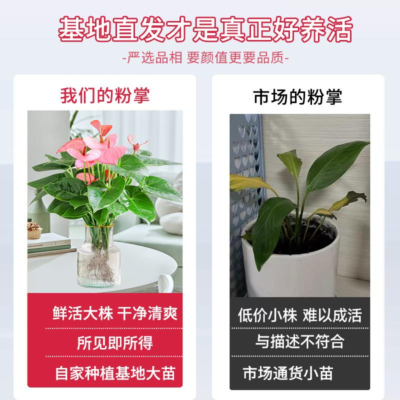 水培植物粉掌盆栽带花苞室内好养办公室鲜花容易开花红掌花卉绿植 - 图1