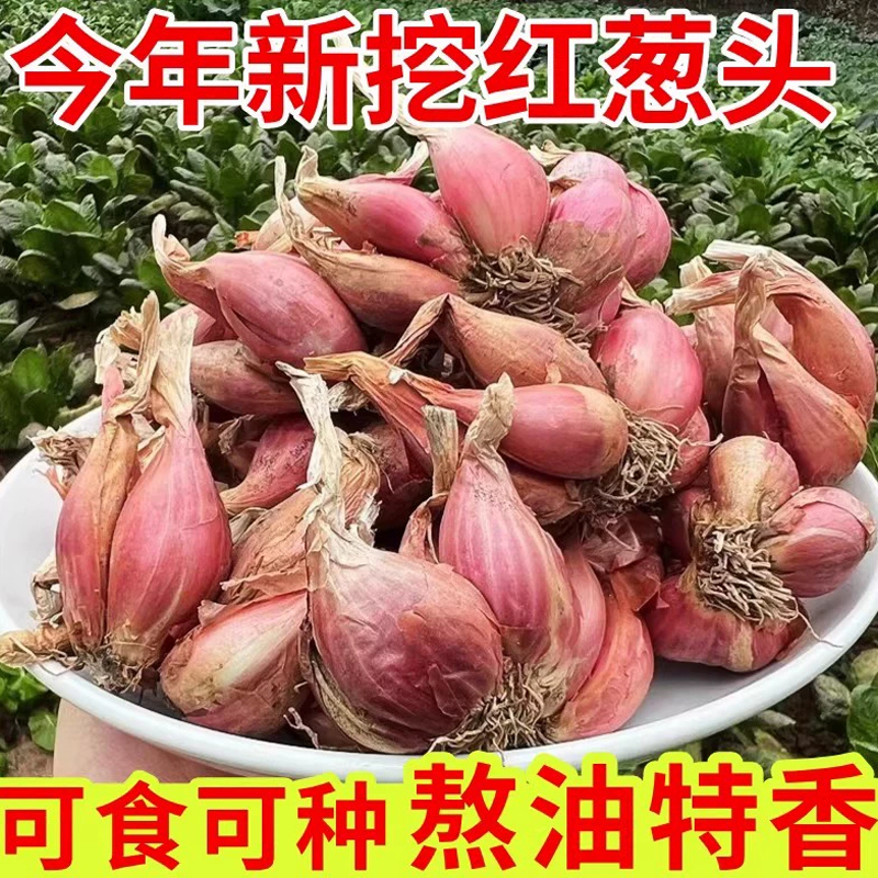 种植专用四川小香葱红葱头带芽盆栽火葱黄葱四季葱苗榨葱油干葱头 - 图0
