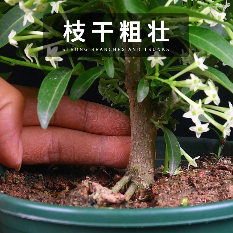 夜来香盆栽花树苗室内驱蚊花卉当年四季开花阳台九里香花苗植物 - 图3