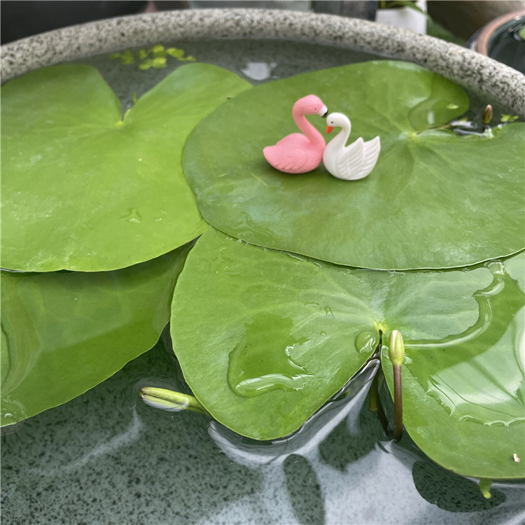 一叶莲浮萍水培植物鱼缸水草造景碗莲睡莲水养生净化水质四季开花 - 图2