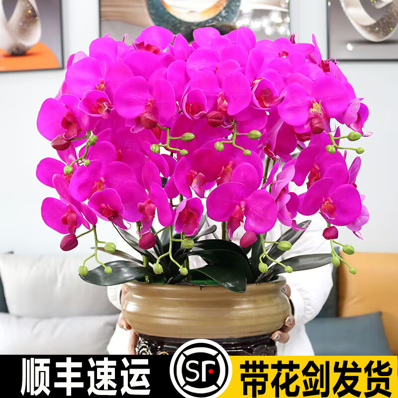 新品大花蝴蝶兰带花剑花苞花卉盆栽阳台客厅室内四季开花好养活 - 图0