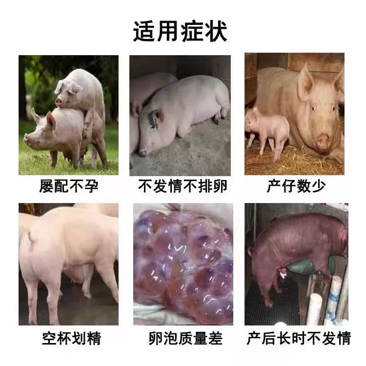 叶酸粉兽用复方ve粉羊用排卵药配种促孕宝多胎素母猪发情粉猪牛羊-图2