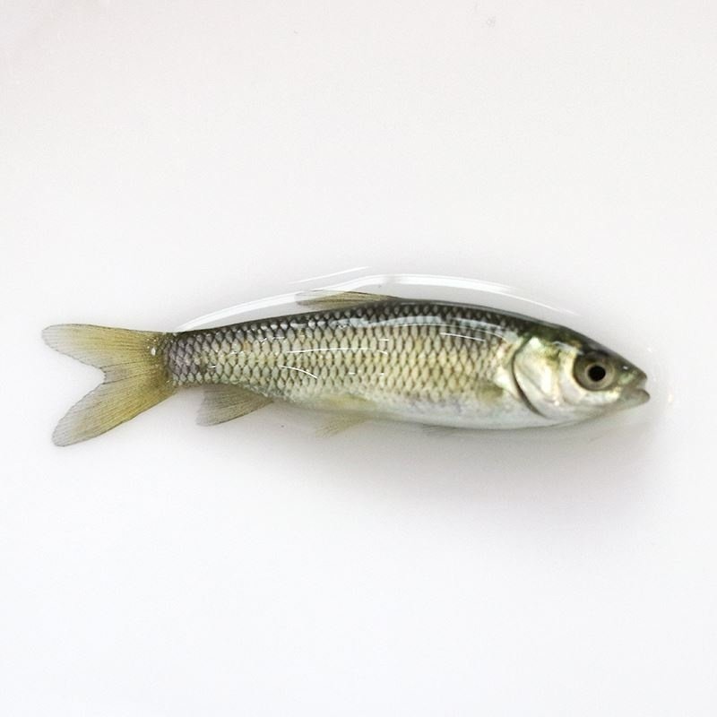 活鱼苗喂乌龟淡水养殖六角恐龙鱼饲料鱼夏季钓鱼饵料甲鱼宠物食用,淘宝优惠券,粉丝福利购,淘宝优惠卷