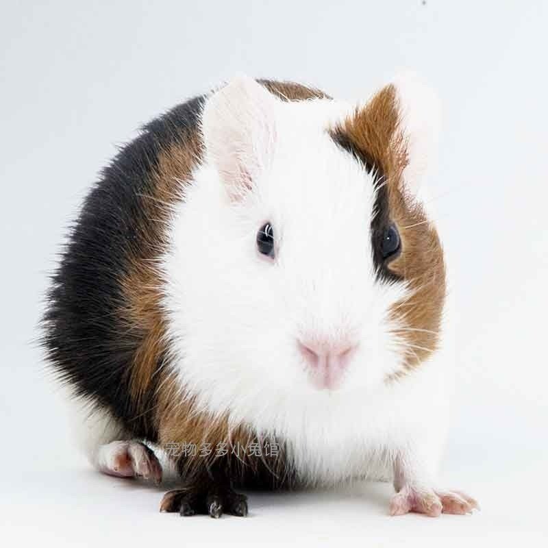 宠物荷兰猪活物荷兰鼠豚鼠荷兰兔彩豚白豚黑猪老鼠兔活体幼崽繁殖,淘宝优惠券,粉丝福利购,淘宝优惠卷