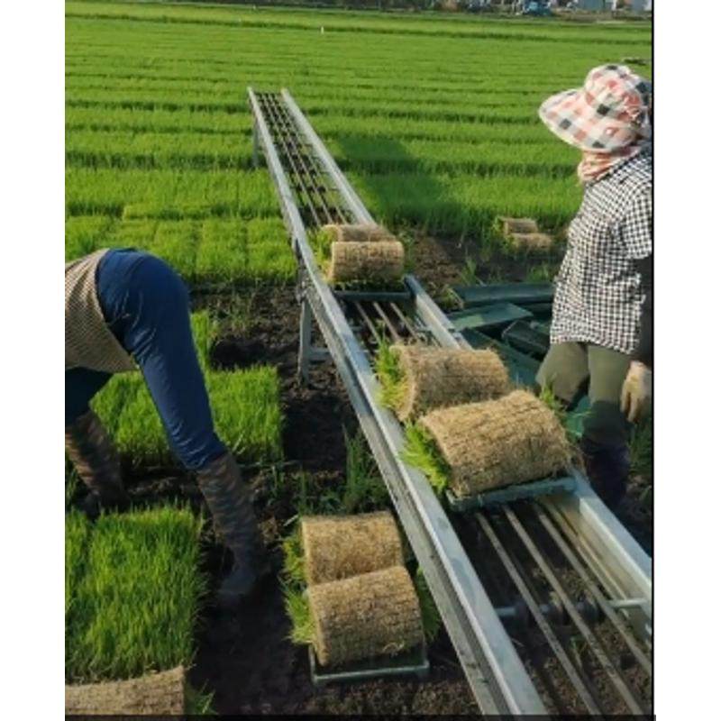 秧盘流水线运输线 苗盘输送线 输送秧苗设备 Q工厂化育苗运输车床,淘宝优惠券,粉丝福利购,淘宝优惠卷