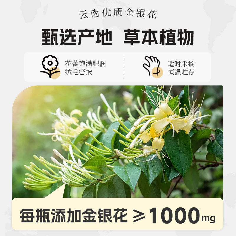 轻上 0脂肪小轻甘金银花凉茶饮料245ml*10四季常温无菌夏天饮品