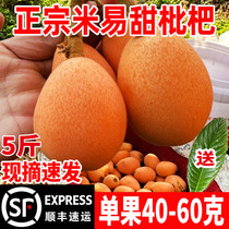 5 kg Zhengzong Miyi loquat fresh fruit extra-large Sichuan Panzhi Flower loquat fresh pregnant woman Fruit Pipa Fruit Shunfeng