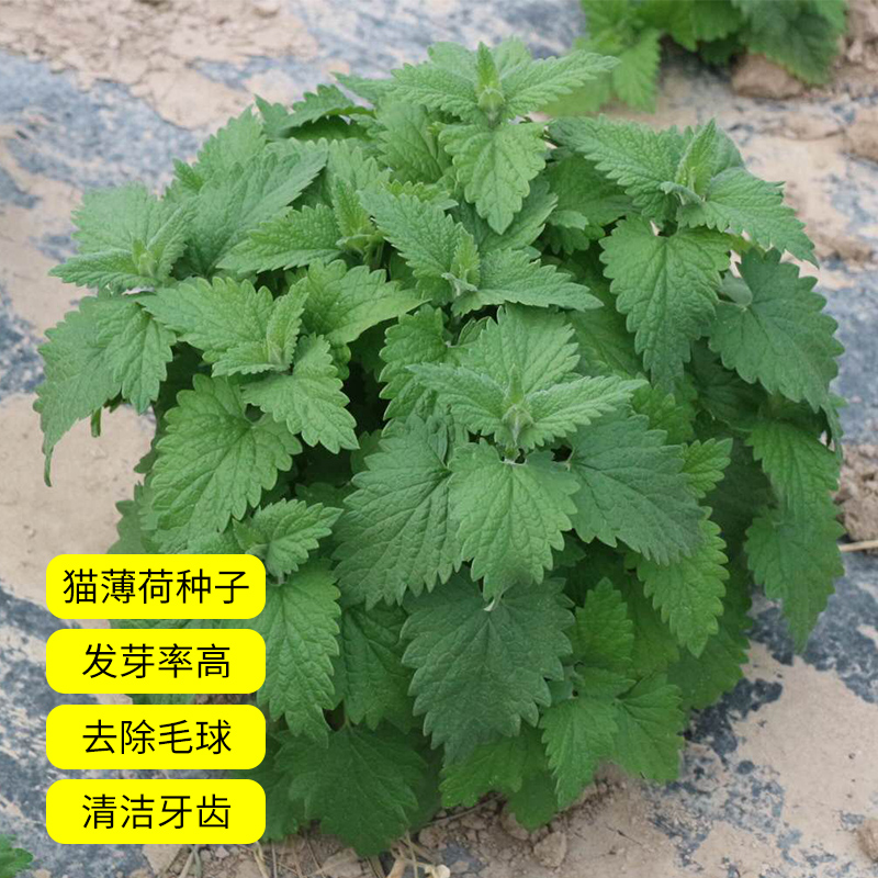 薄荷种子食用野生留兰香柠檬猫薄荷美国薄荷室内外阳台盆栽香草籽 - 图1