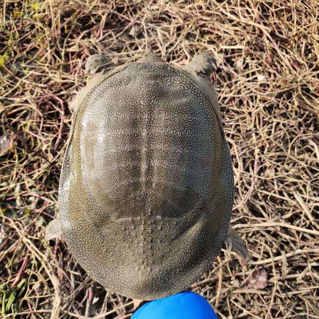 新鲜大甲鱼青黄鲜活中华鳖野养团鱼脚鱼鳖水鱼食用王八黄皮黄油,淘宝优惠券,粉丝福利购,淘宝优惠卷