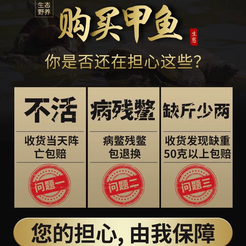 鲜活甲鱼苗500只黄种外塘冷水甲鱼池塘水库放养中华苗源头直发 - 图1