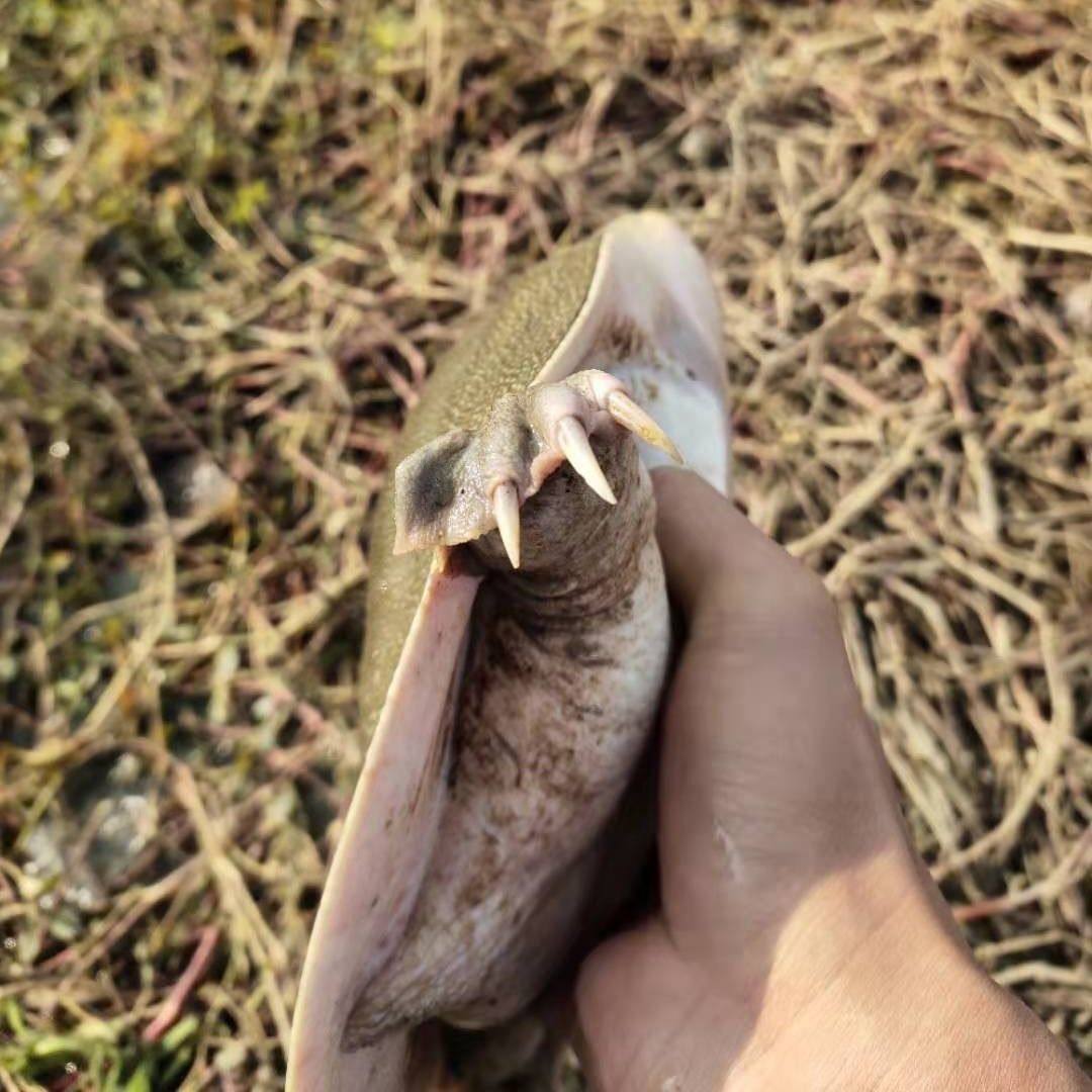 新鲜大甲鱼青黄鲜活中华鳖野养团鱼脚鱼鳖水鱼食用王八黄皮黄油,淘宝优惠券,粉丝福利购,淘宝优惠卷
