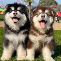 Pure Breeds Alaska Puppies Live Giant Bear Prints Alaska Red Gray Black Sledge Dog Pet Dogs