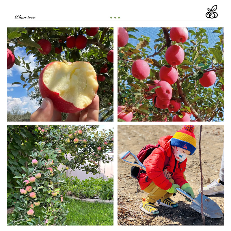 苹果树果苗南方北方种植苹果树苗嫁接红富士冰糖心盆栽地载小树苗 - 图2