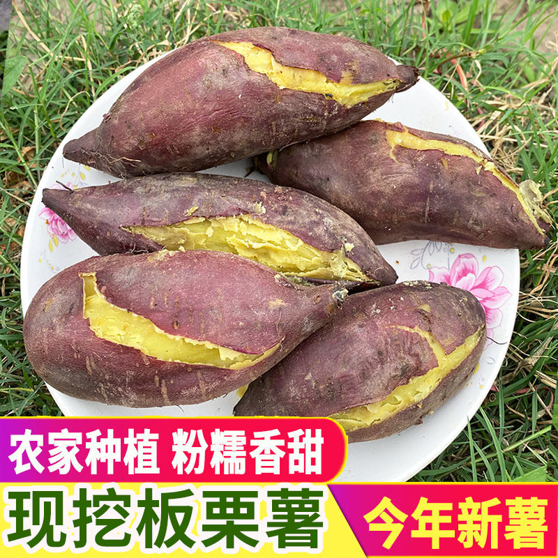 红薯新鲜干面地瓜鸡蛋黄番薯农家自种黄心粉糯甜沙地板栗红薯当季