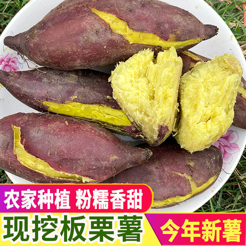 红薯新鲜干面地瓜鸡蛋黄番薯农家自种黄心粉糯甜沙地板栗红薯当季