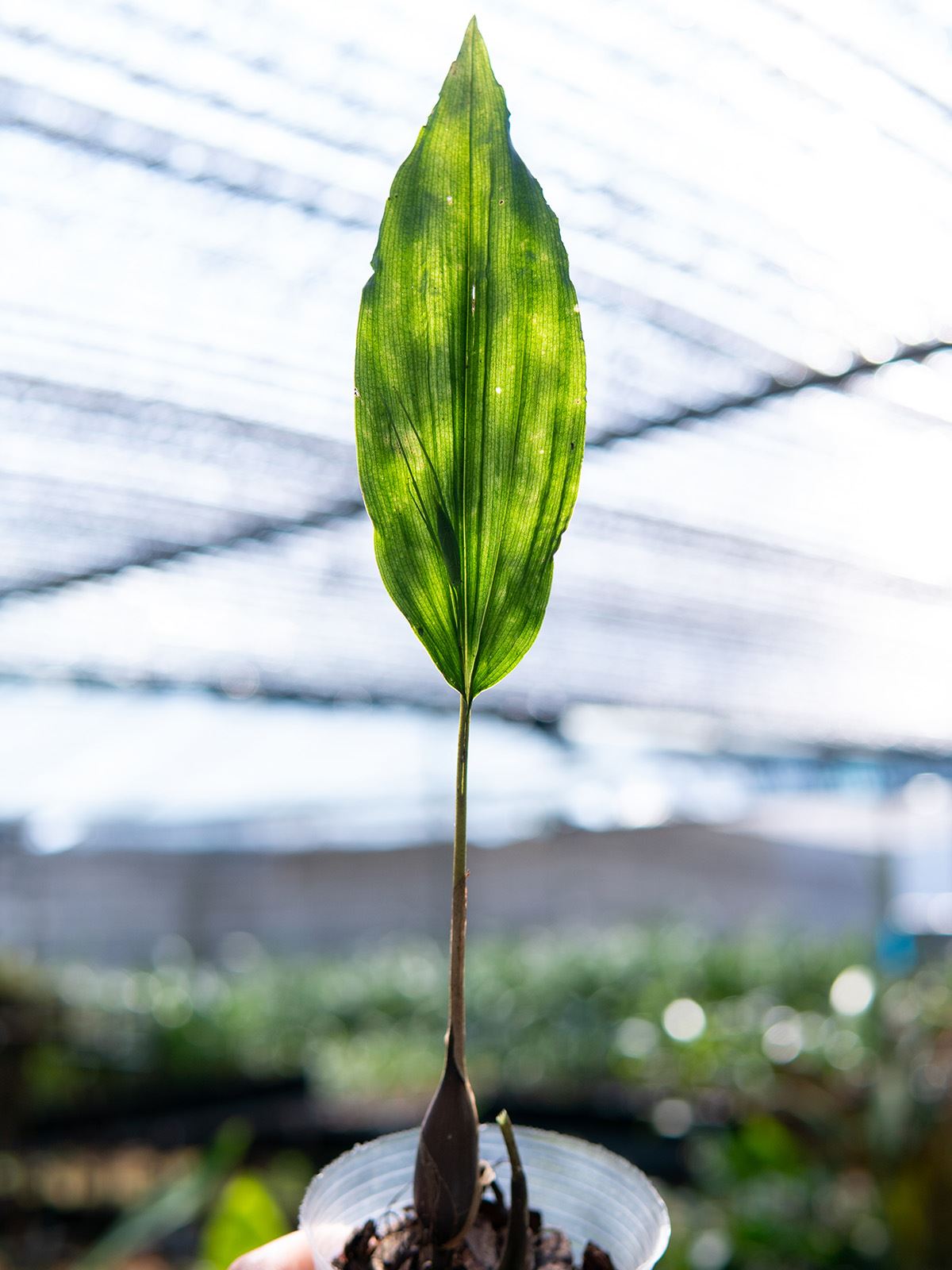 匠人花圃阔叶带唇兰花盆栽紫花杓唇香好养本土国兰一叶卡特石斛奇