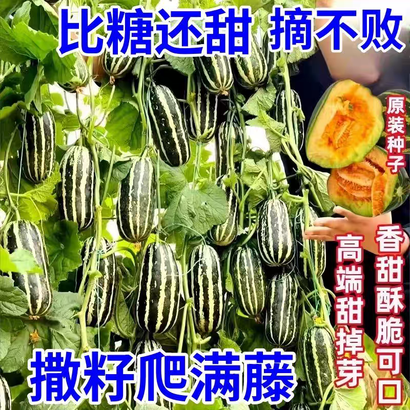 方震四季种香瓜种子高产庭院阳台甜掉牙甜瓜种子冰糖甜瓜种子