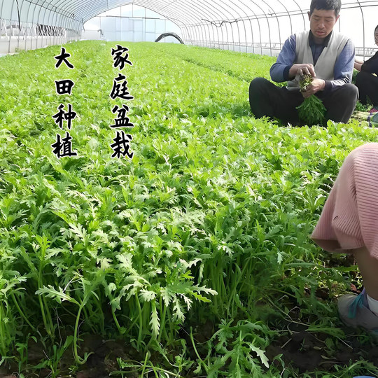 Emperor's vegetable chrysanthemum seeds four seasons vegetables