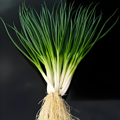 四季小香葱种子庭院阳台盆栽小葱种籽蔬菜种子四季播易种农家菜园 - 图1